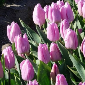 Vente 10 Tulipes Triomphe Candy Prince - Tulipa 'candy prince'