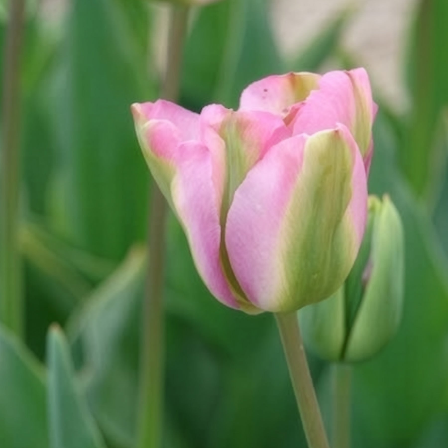 7 Tulipes Viridiflora Groenland