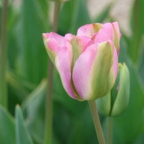 7 Tulipes Viridiflora Groenland