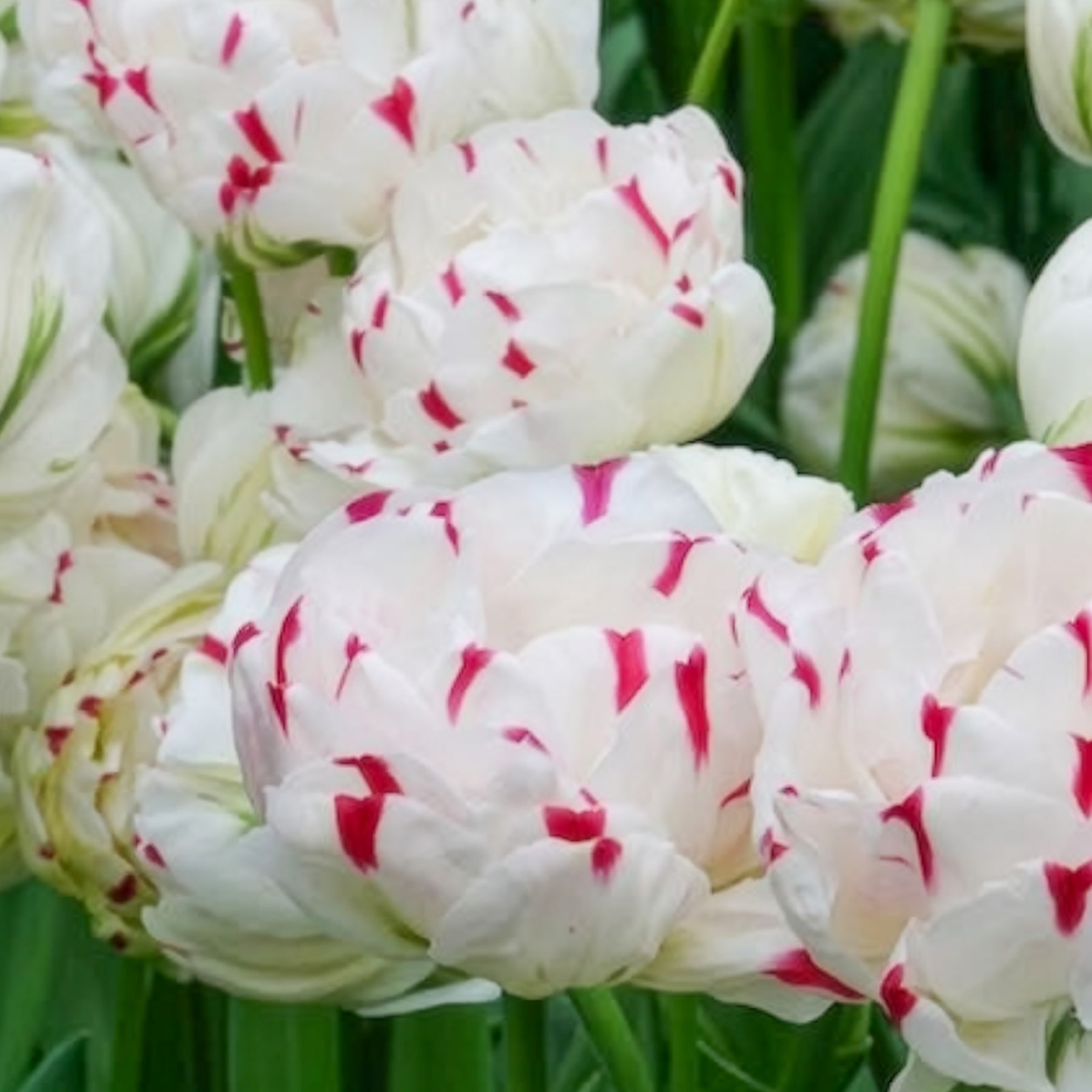 Tulipa Danceline - 7 Tulipes double Dance line - Tulipe