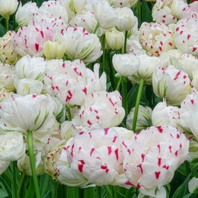 Tulipe - 7 Tulipes double Dance line - Tulipa Danceline