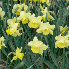 Narcisse - 5 Narcisses à grande couronne Avalon - Narcissus Avalon