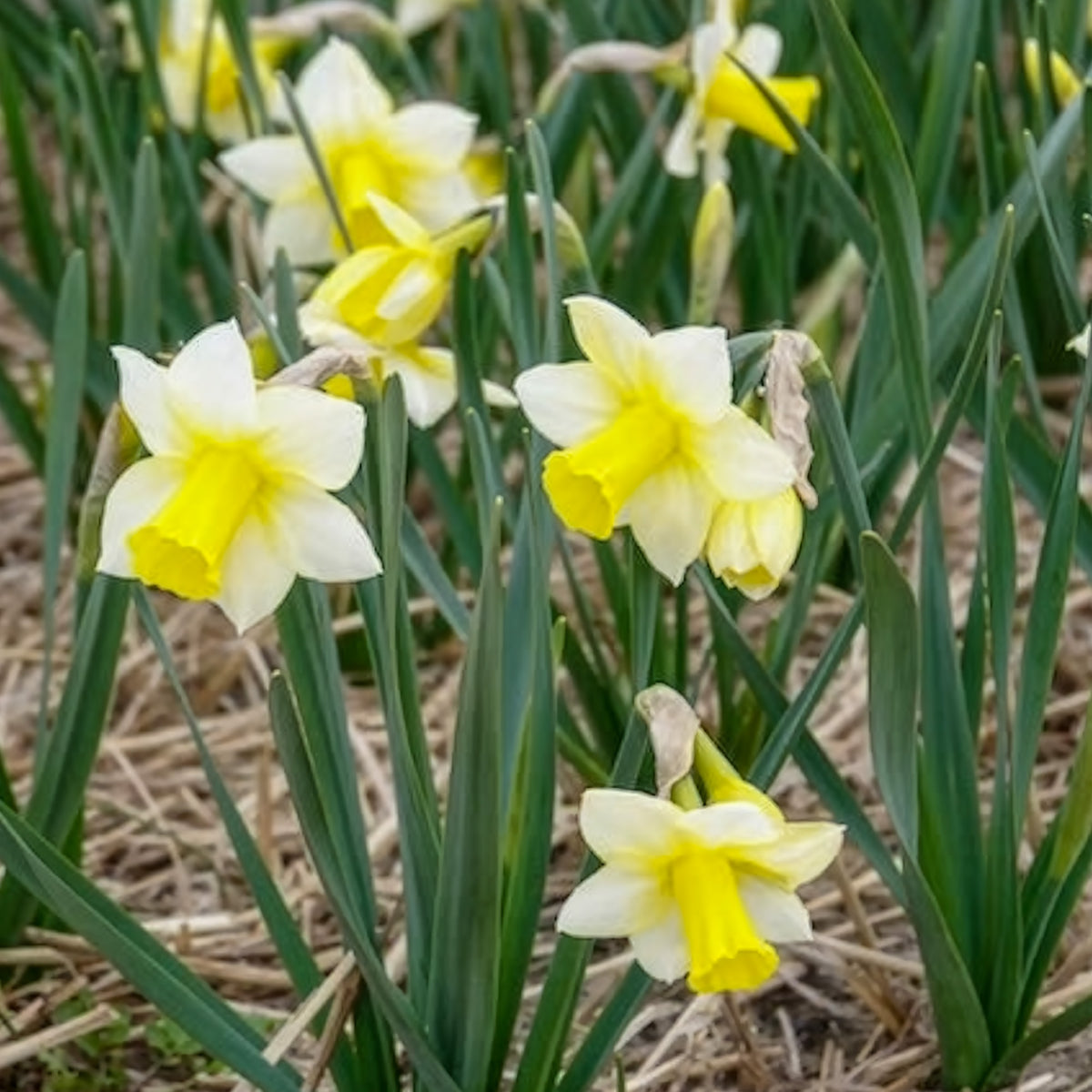 7 Narcisses Golden Echo - Narcissus 'golden echo' - Willemse