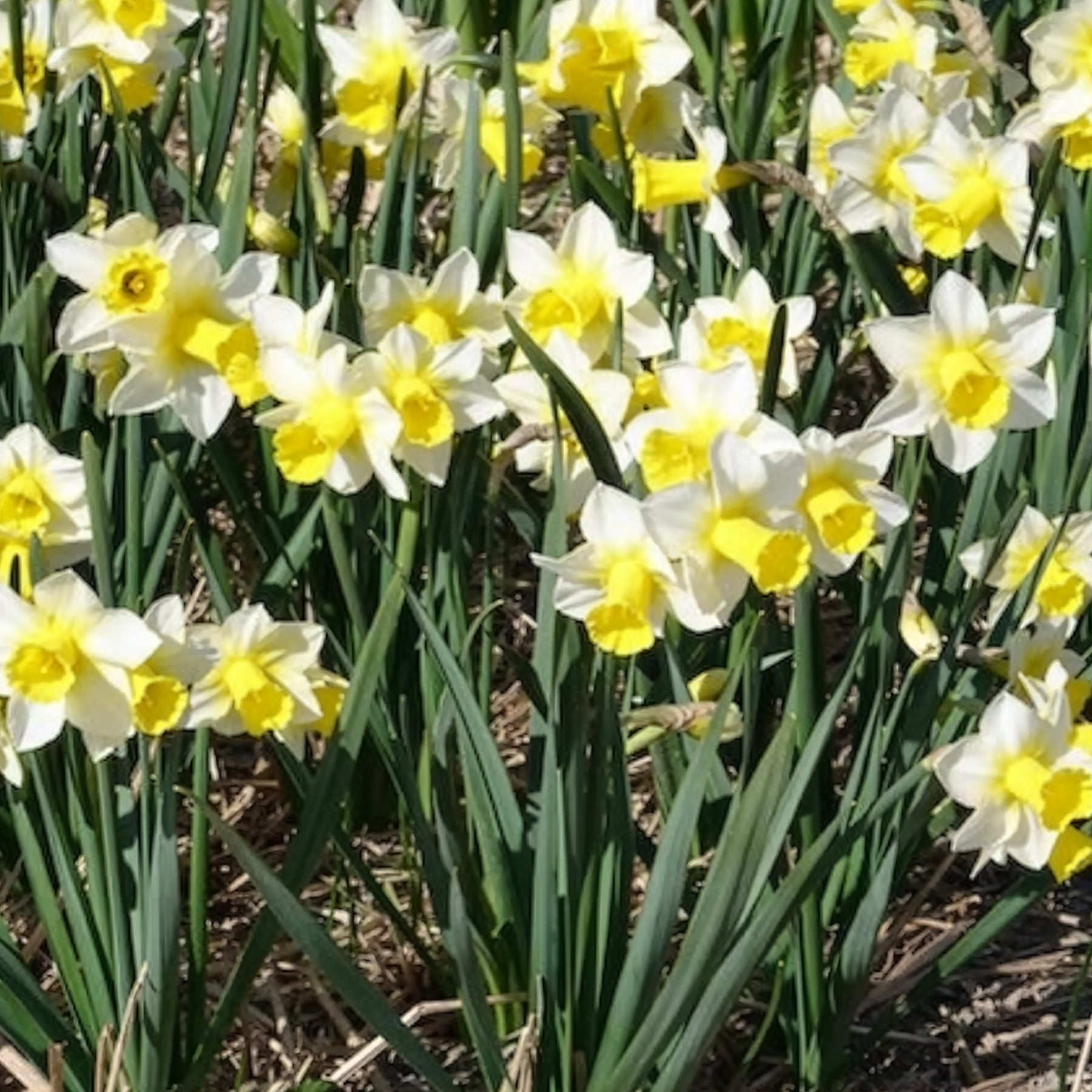Vente 7 Narcisses Golden Echo - Narcissus 'golden echo'