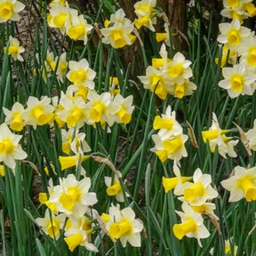7 Narcisses Golden Echo - Narcisse - Willemse