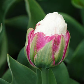 Tulipa Ice Cream - 7 Tulipes doubles Ice Cream - Tulipe