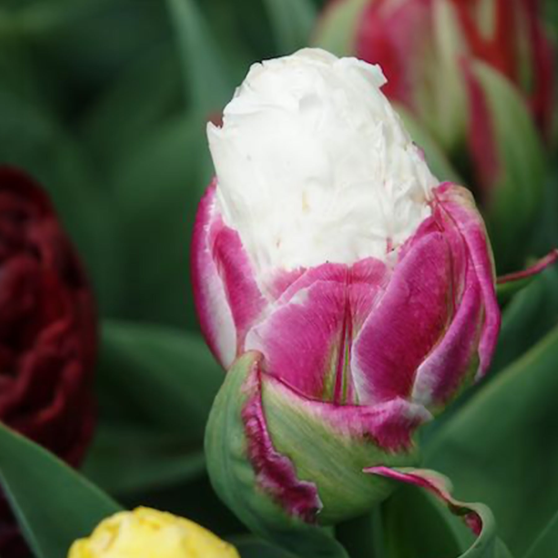 Tulipe - 7 Tulipes doubles Ice Cream - Tulipa Ice Cream