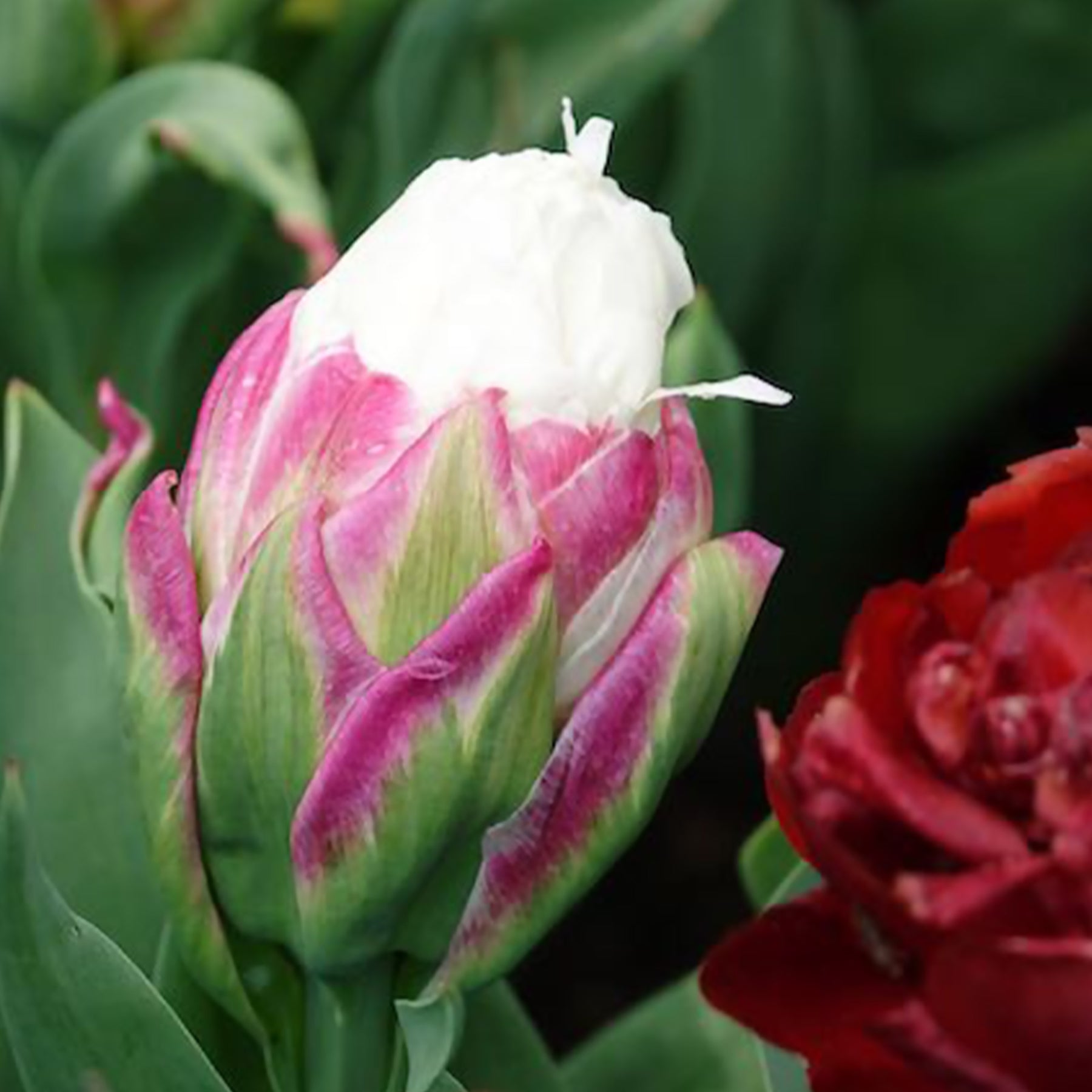 Vente 7 Tulipes doubles Ice Cream - Tulipa Ice Cream