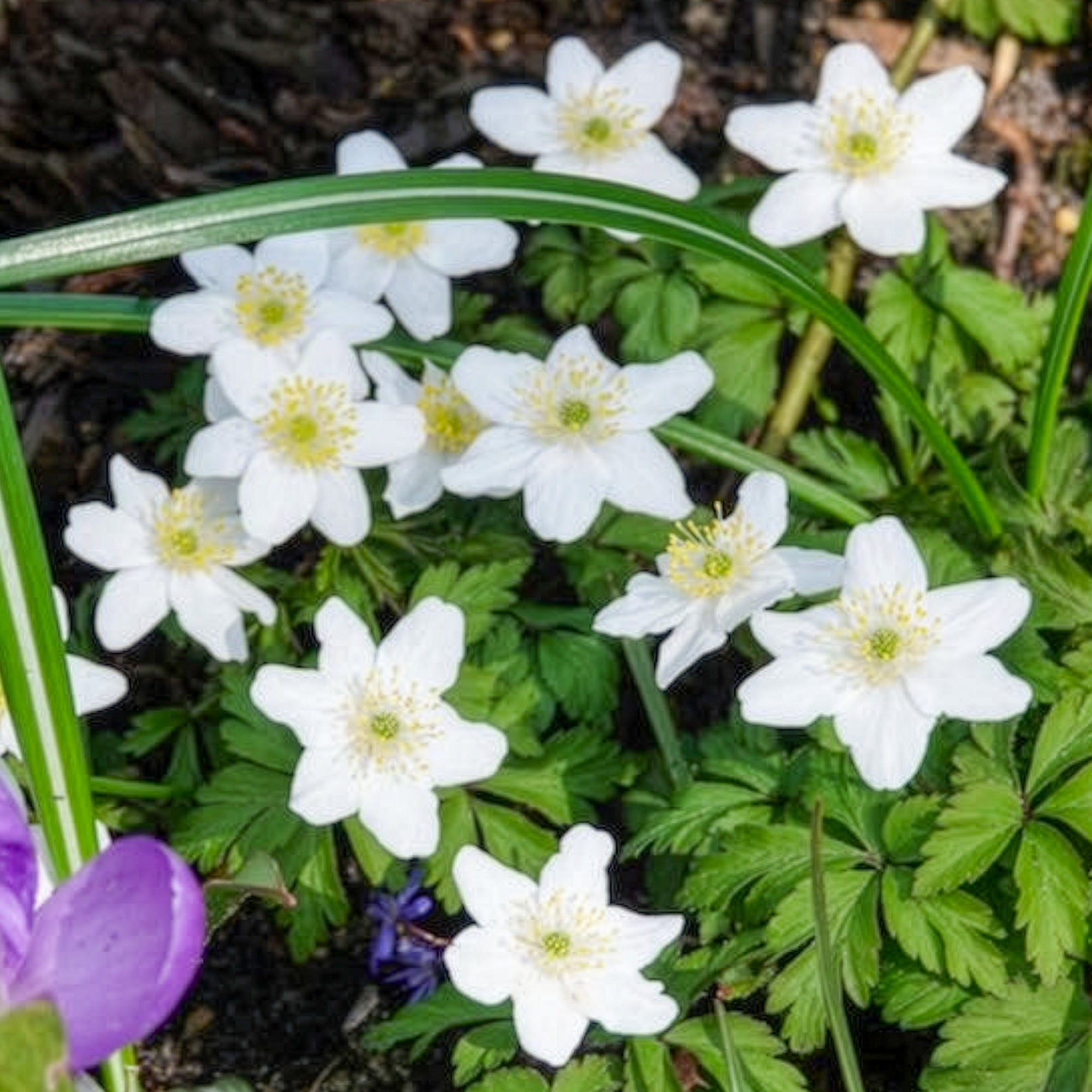 Anémones - Anémone des bois - Anemone nemorosa