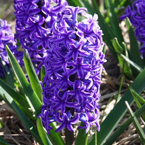 Jacinthe - Jacinthe Blue Jacket - Hyacinthus orientalis Blue Jacket