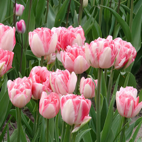Vente 10 Tulipes à fleur de pivoine Foxtrot - Tulipa foxtrot