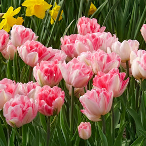Vente 10 Tulipes à fleur de pivoine Foxtrot