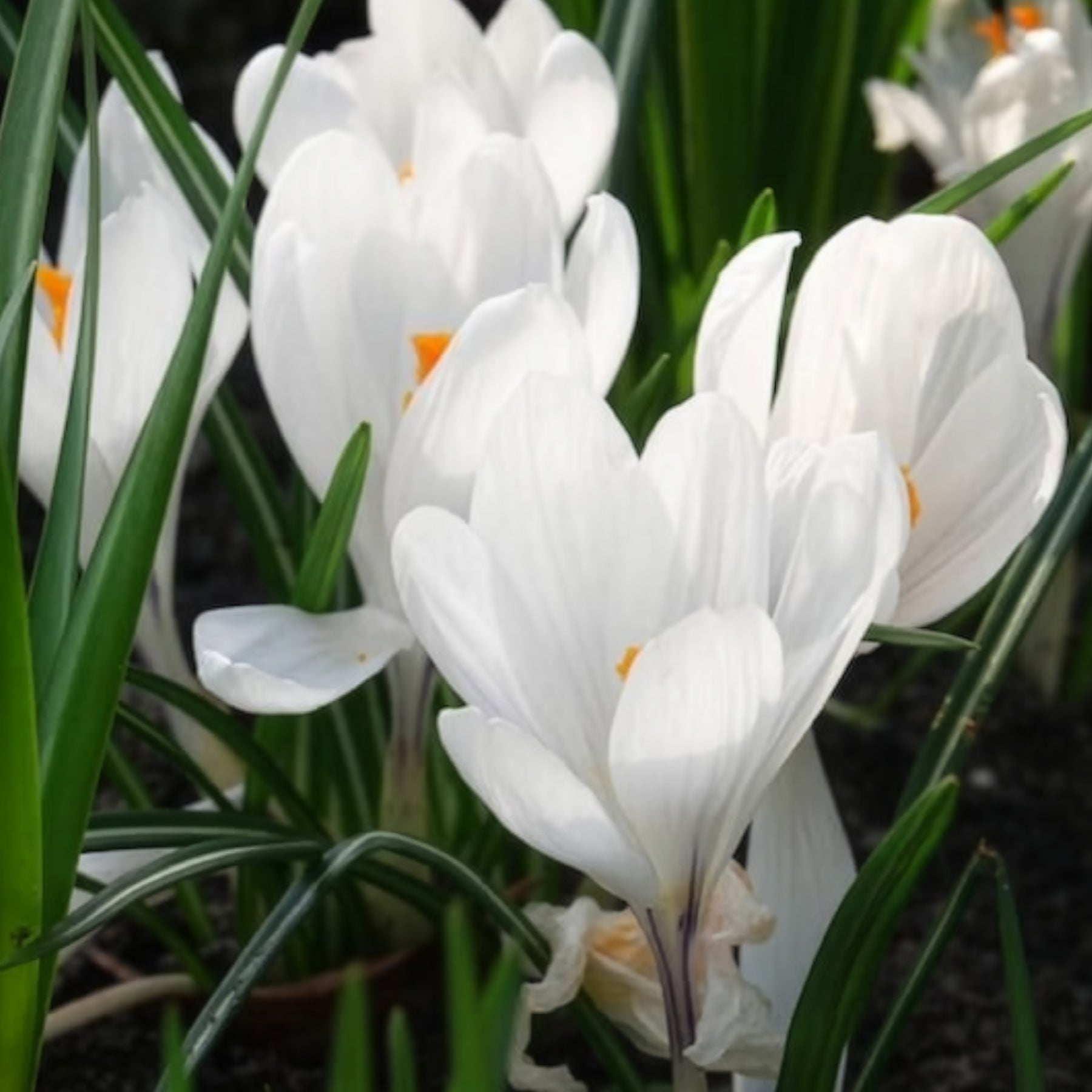 Vente 15 Crocus Jeanne d'Arc - Crocus vernus jeanne d'arc