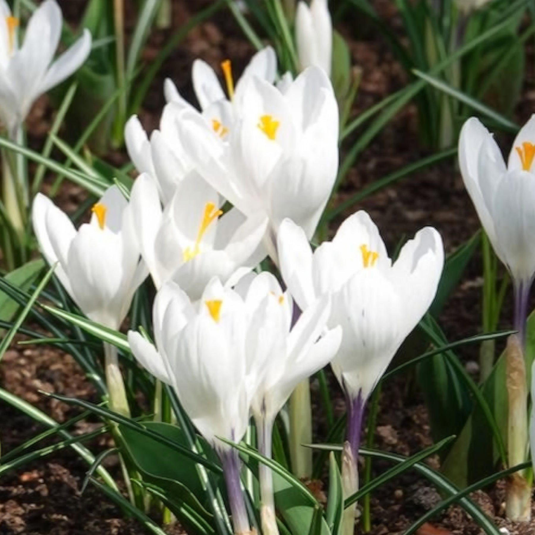 Vente Crocus - 15 Crocus Jeanne d'Arc