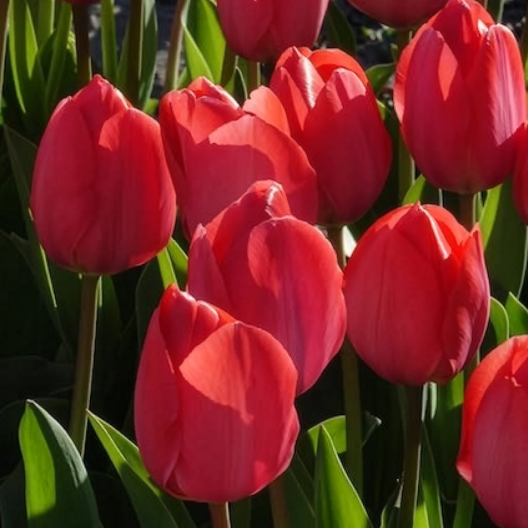 Tulipa Van Eijk - 10 Tulipes Van Eijk - Tulipe