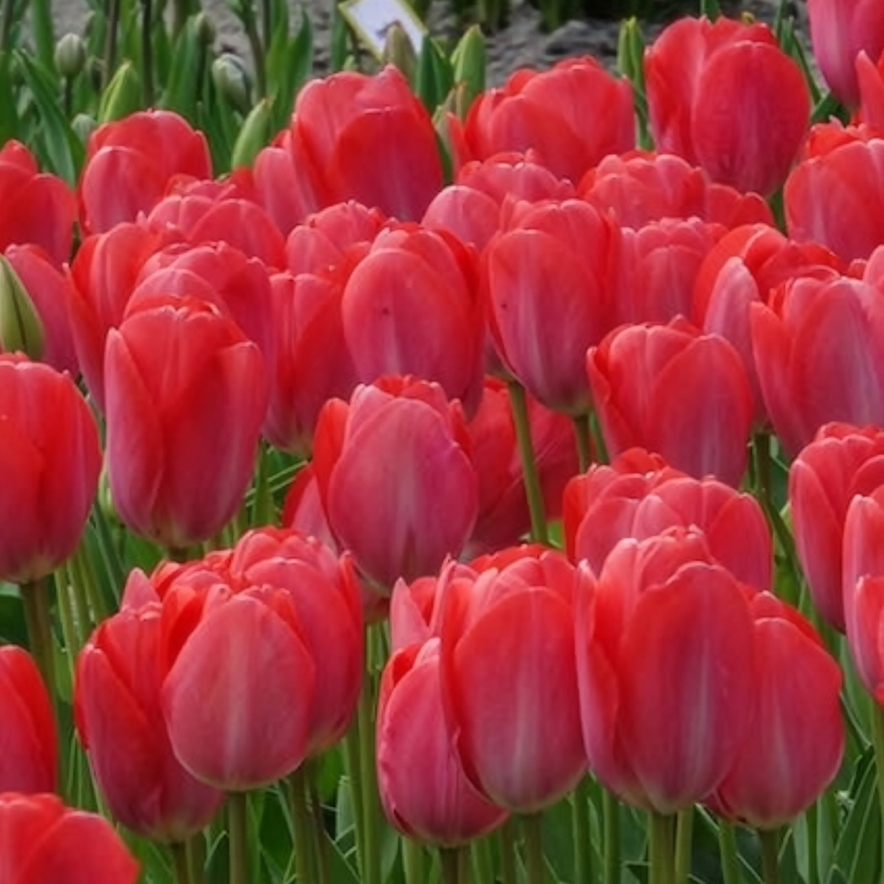 Tulipe - 10 Tulipes Van Eijk - Tulipa Van Eijk