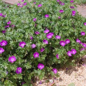 Géranium vivace sanguin Elke