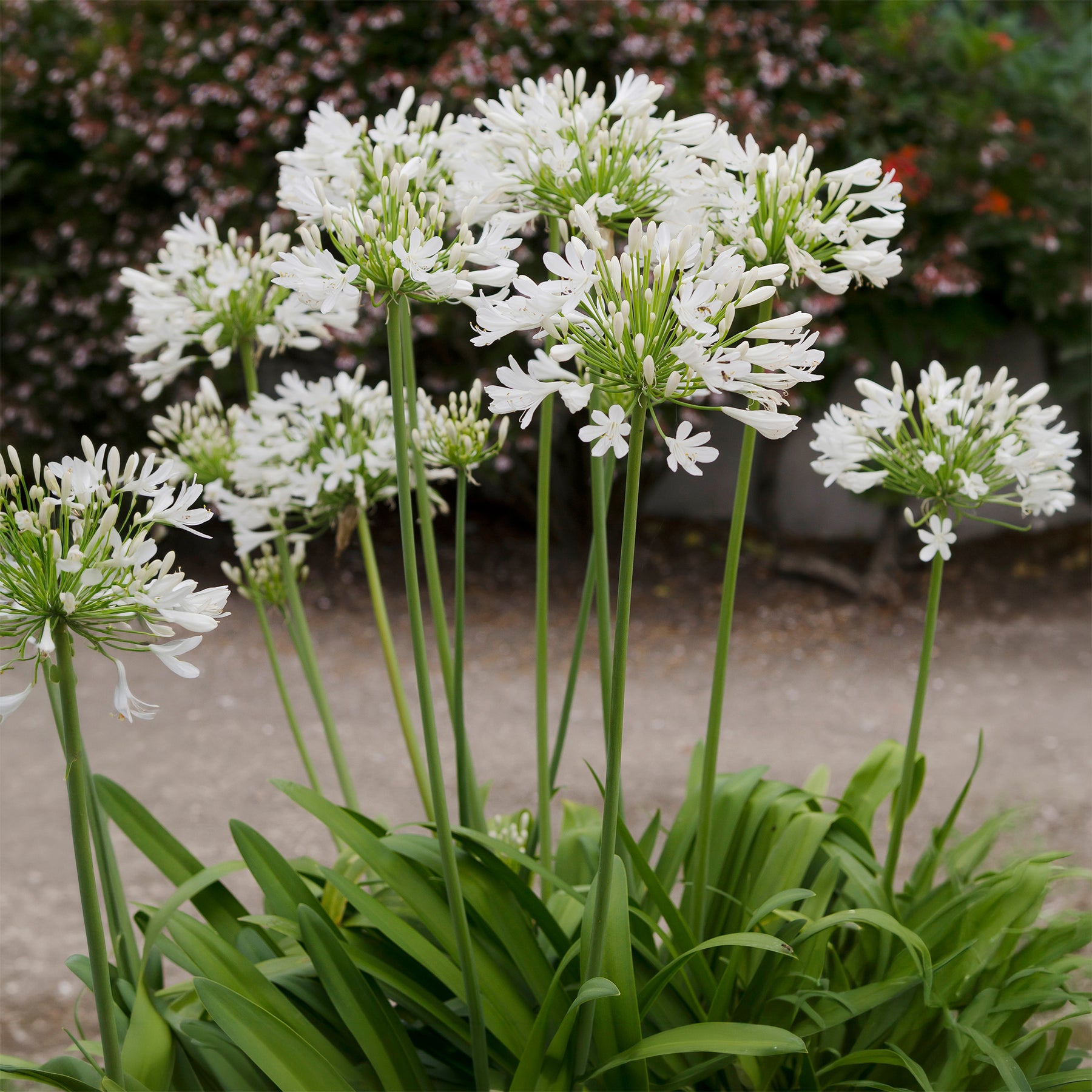 Agapanthe africaine blanche