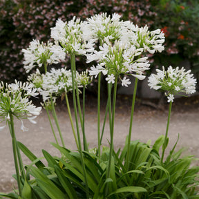 Agapanthe africaine blanche