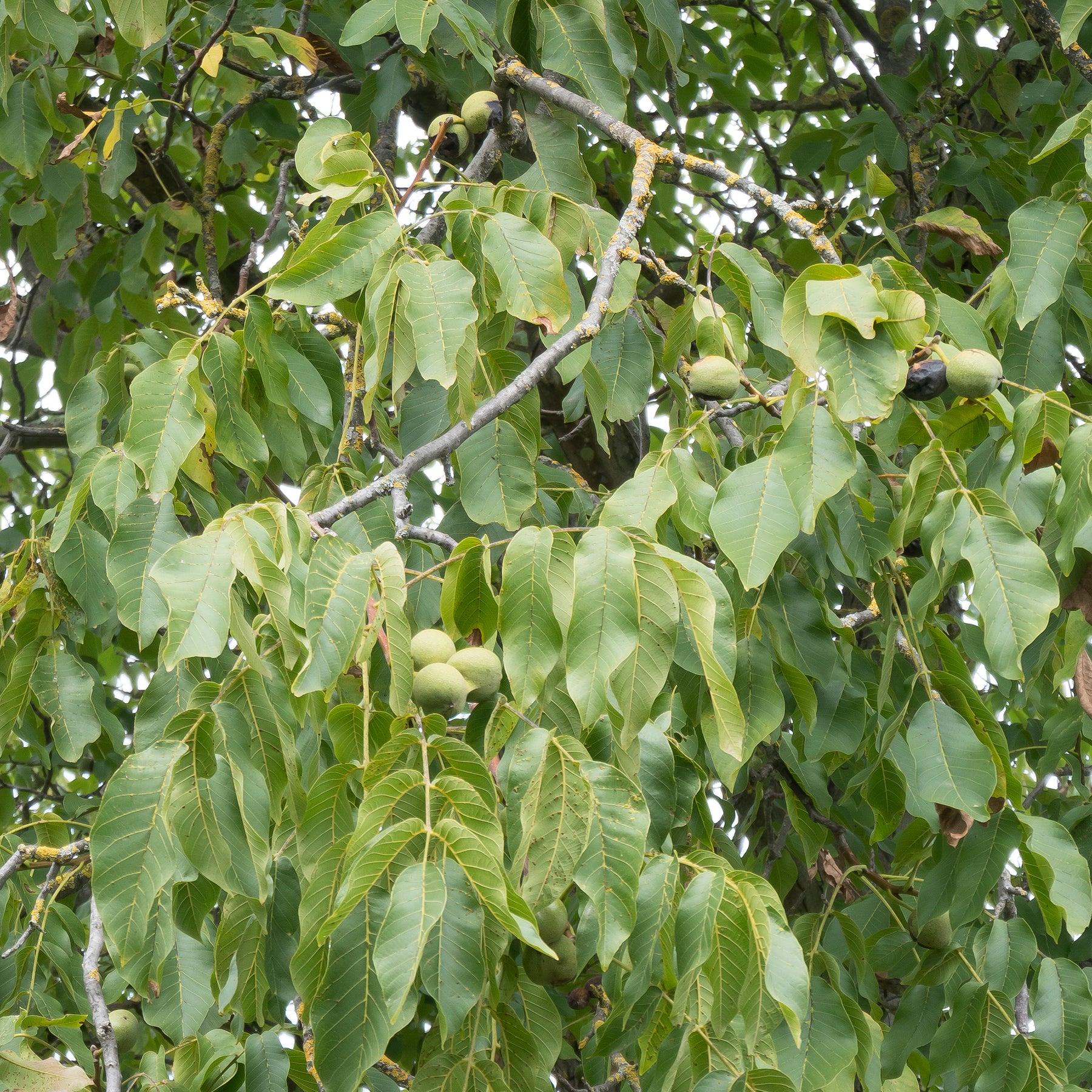 Noyer commun Chandler - Juglans regia Chandler - Willemse