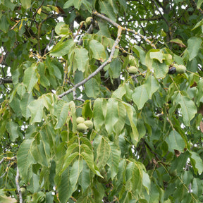Noyer commun Chandler - Juglans regia Chandler - Willemse
