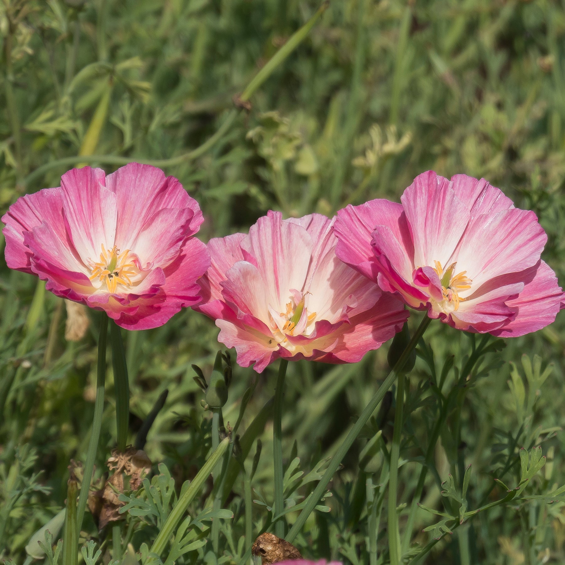 Coquelicots et Pavots - Pavot de Californie Double Appleblossom - Eschscholzia californica 'Thai Silk Appleblossom Chiffon imp.'