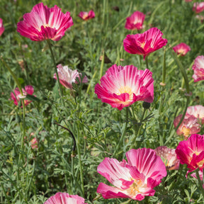 Vente Pavot de Californie Double Appleblossom