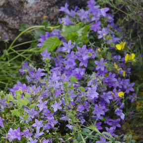 Vente Campanule - Campanule des murailles