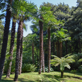 Vente Trachycarpus fortunei - Palmier de Chine