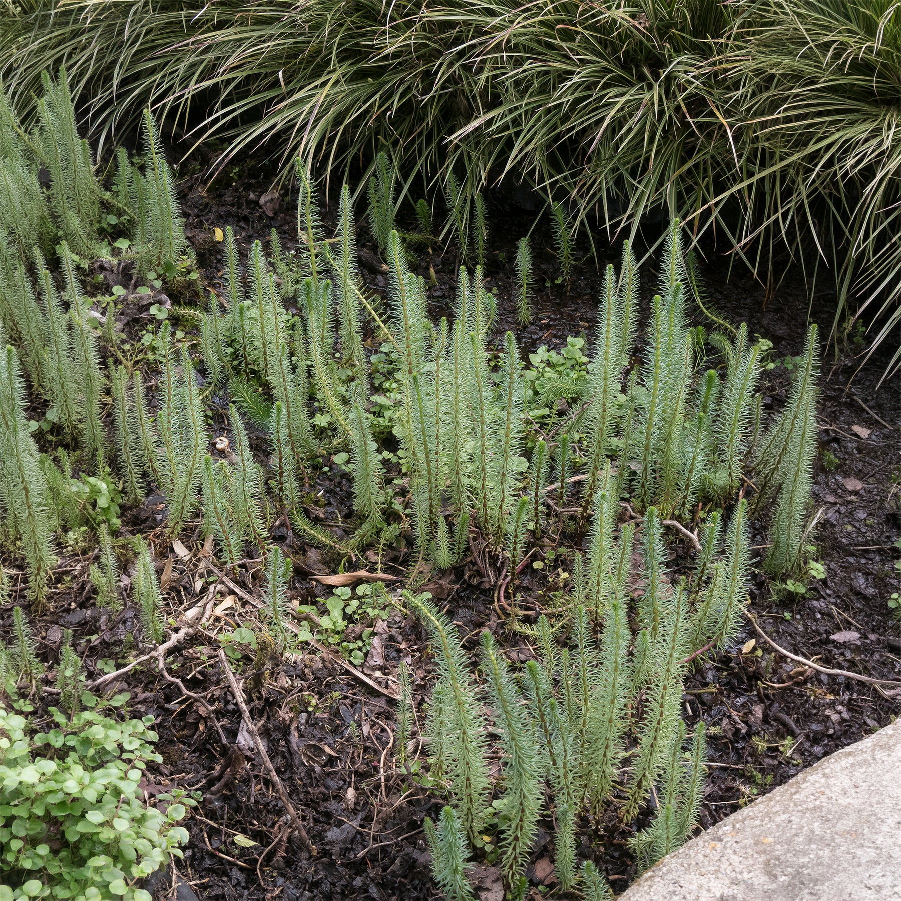 Vente Pesse d'eau - Hippuris vulgaris