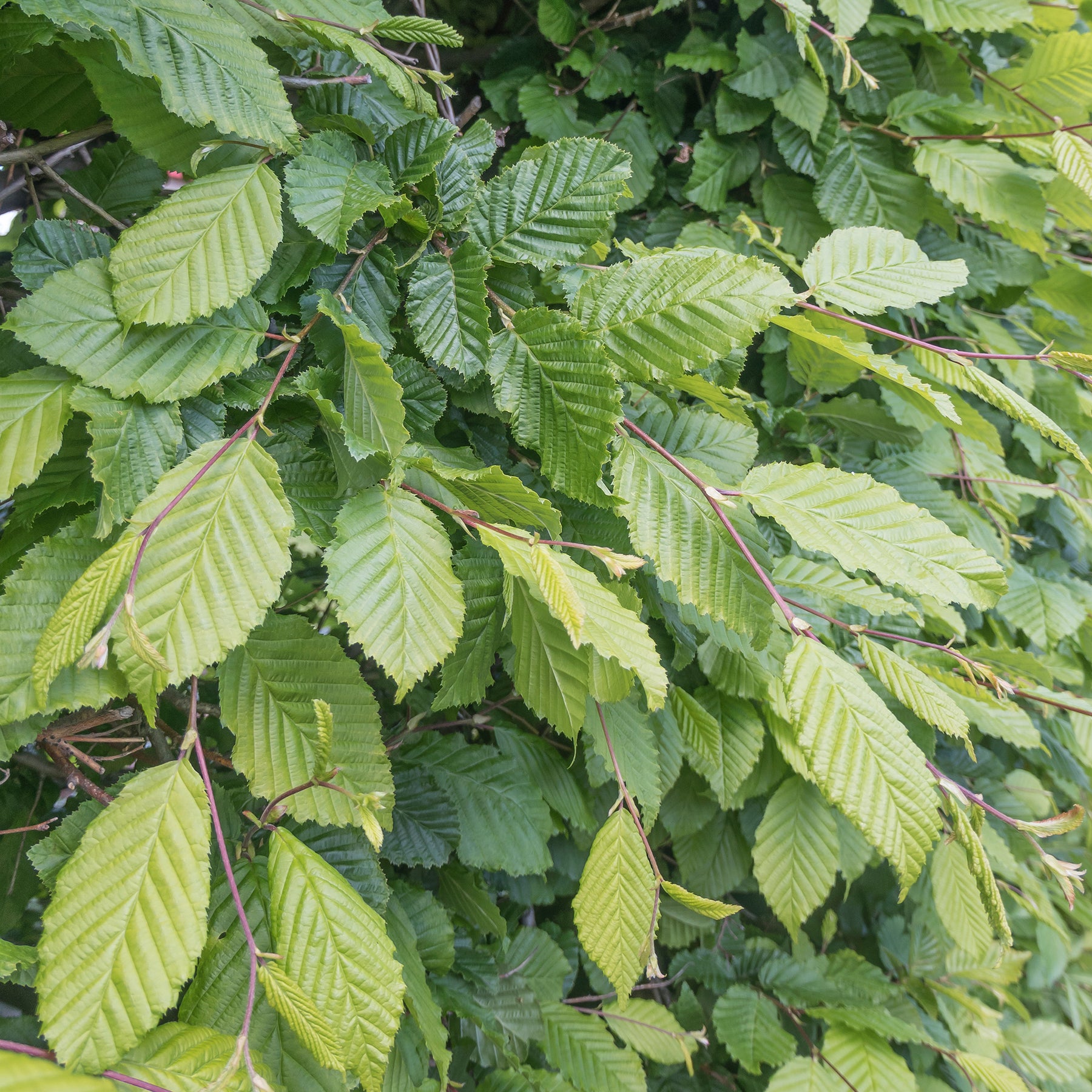 Vente Charme - Carpinus betulus