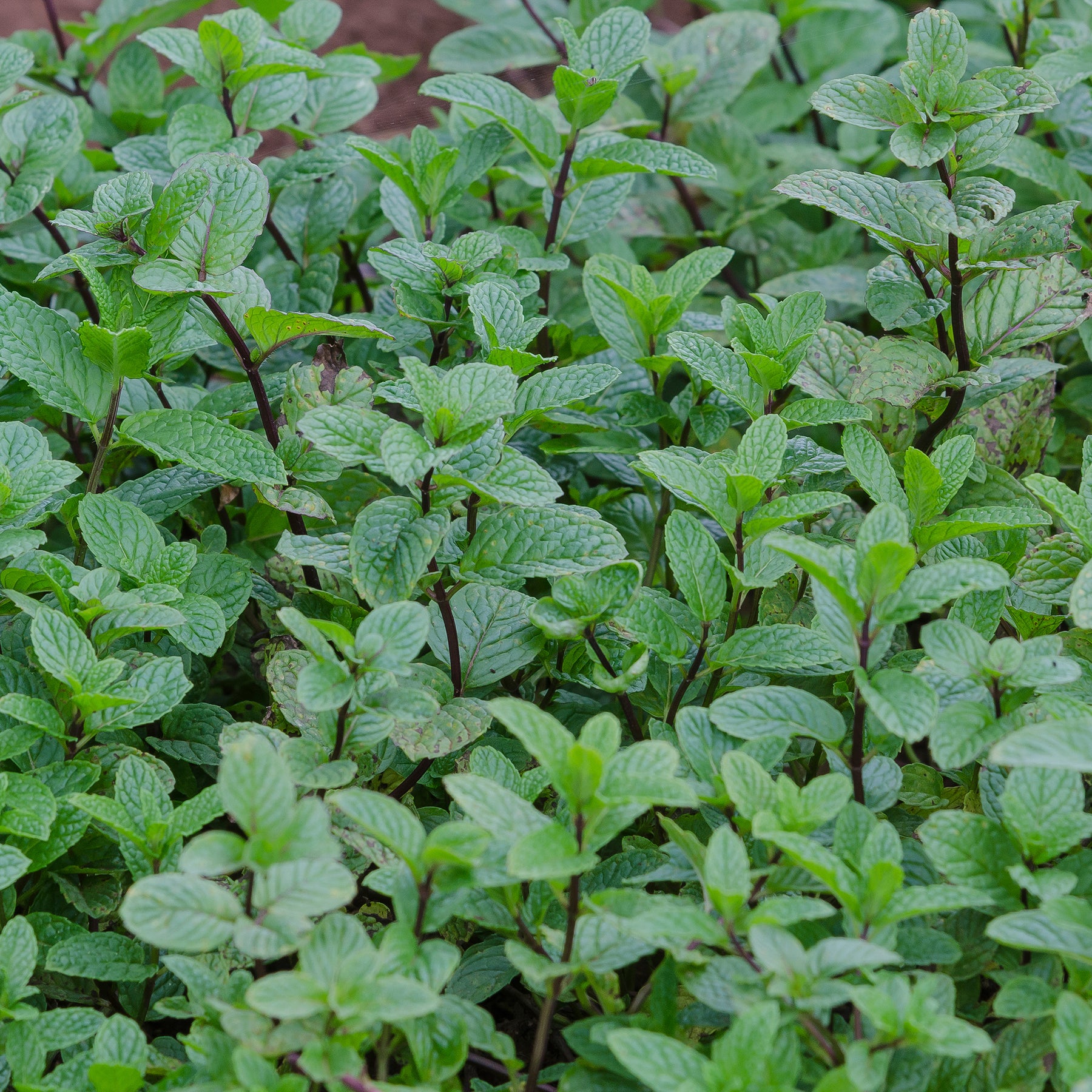 Menthe poivrée - Mentha piperita - Willemse