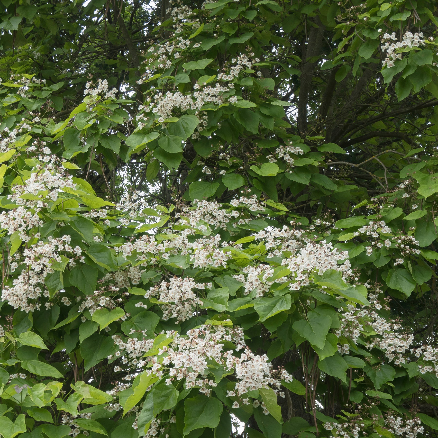 Catalpa bignonioides - Catalpa bignonioides - Catalpa