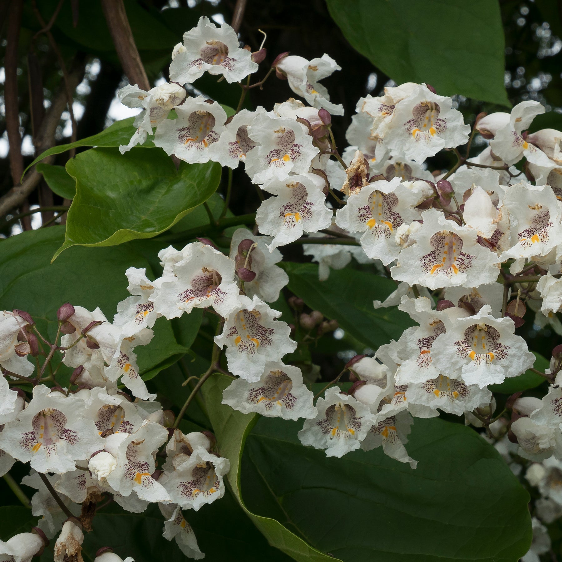 Catalpa - Catalpa bignonioides - Catalpa bignonioides