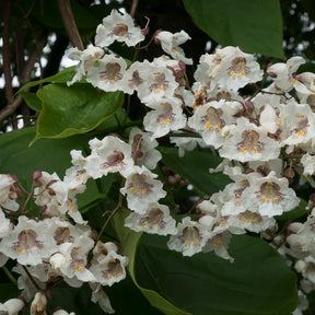 Catalpa - Catalpa bignonioides - Catalpa bignonioides