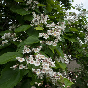 Vente Catalpa bignonioides - Catalpa bignonioides