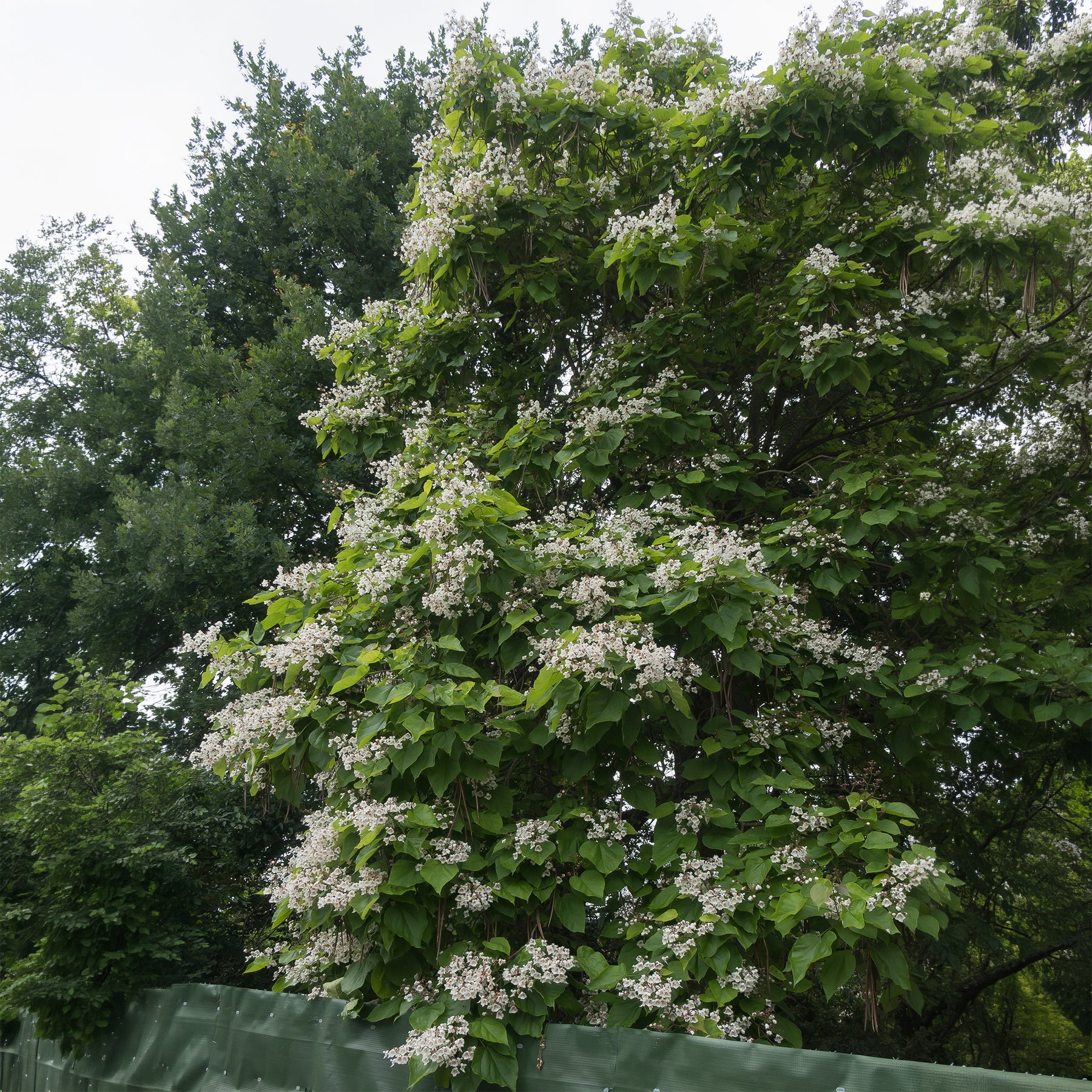 Vente Catalpa bignonioides