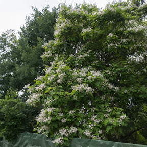 Vente Catalpa bignonioides