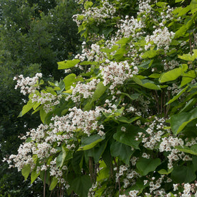 Catalpa bignonioides - Catalpa - Willemse