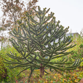 Conifères - Désespoir des singes - Araucaria imbricata