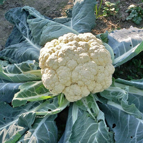 Chou-fleur Merveille de toutes saisons - Brassica oleracea botrytis merveille de toutes saisons - Willemse