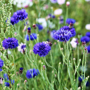 Bleuet champêtre Blue Boy - Centaurea cyanus Blue Boy - Willemse