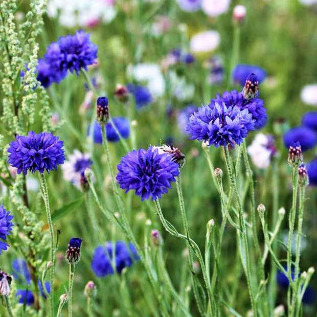Bleuet champêtre Blue Boy - Centaurea cyanus Blue Boy - Willemse