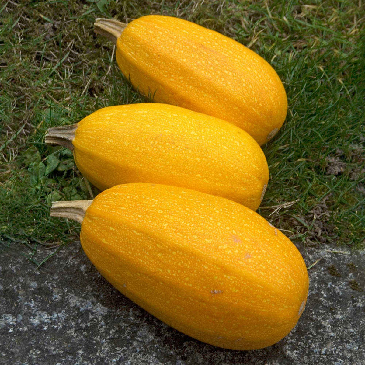 Courgette Spaghetti végétal - Cucurbita pepo spaghetti végétal - Willemse