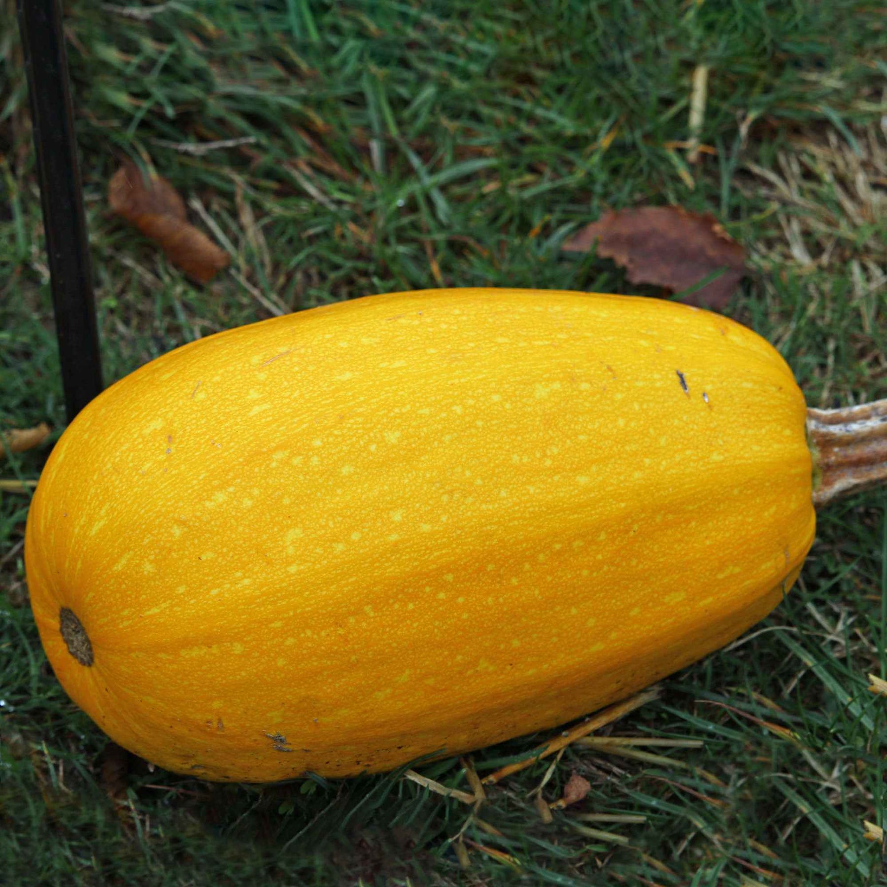 Courgette Spaghetti végétal - Willemse