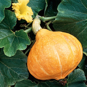 Potirons potimarron - Potiron Potimarron - Cucurbita maxima Potimarron