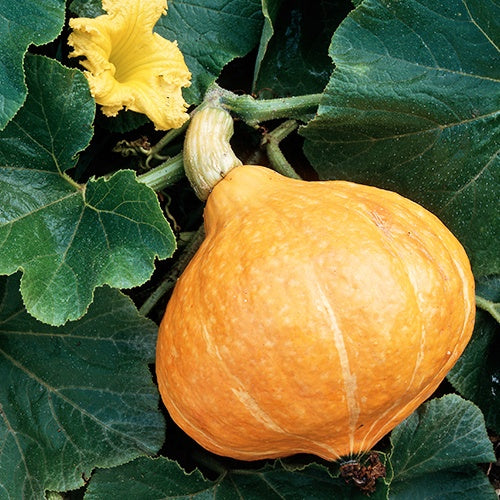 Potirons potimarron - Potiron Potimarron - Cucurbita maxima Potimarron