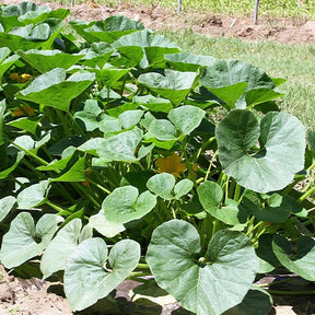 Cucurbita maxima Potimarron - Potiron Potimarron - Potirons potimarron