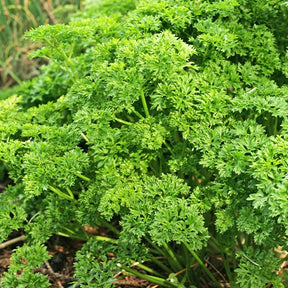 Persil Frisé vert foncé - Willemse
