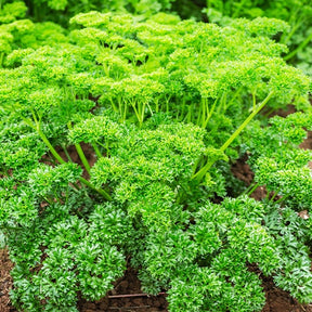 Petroselinum crispum frisé vert foncé - Persil Frisé vert foncé - Graines d'aromatiques